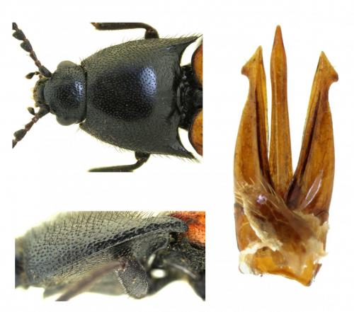 Réf. 247 448 : Ampedus quercicola